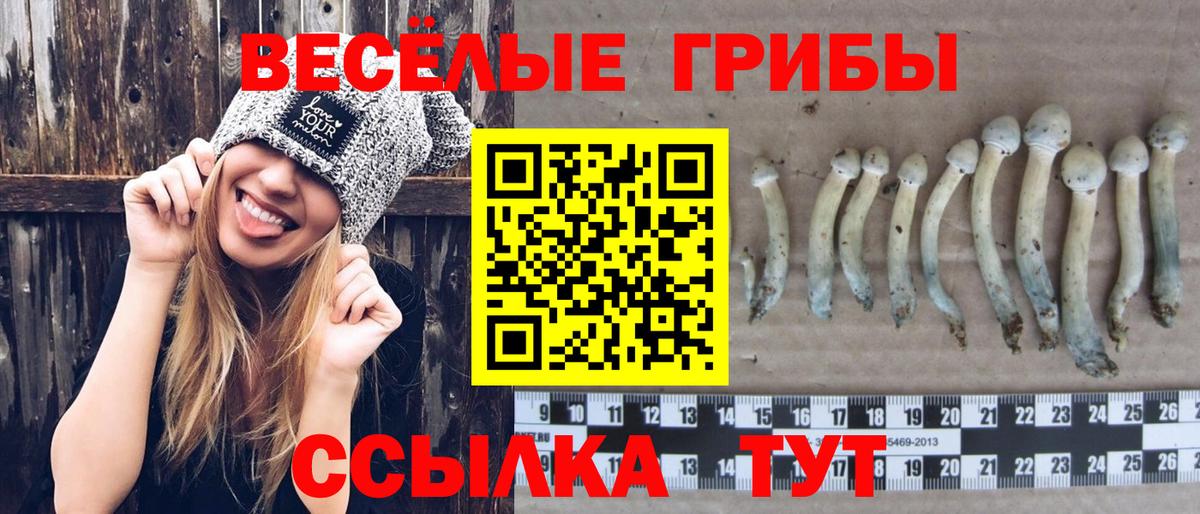 Псилоцибиновые грибы Psilocybe  Вход с VPN  Мурманск 